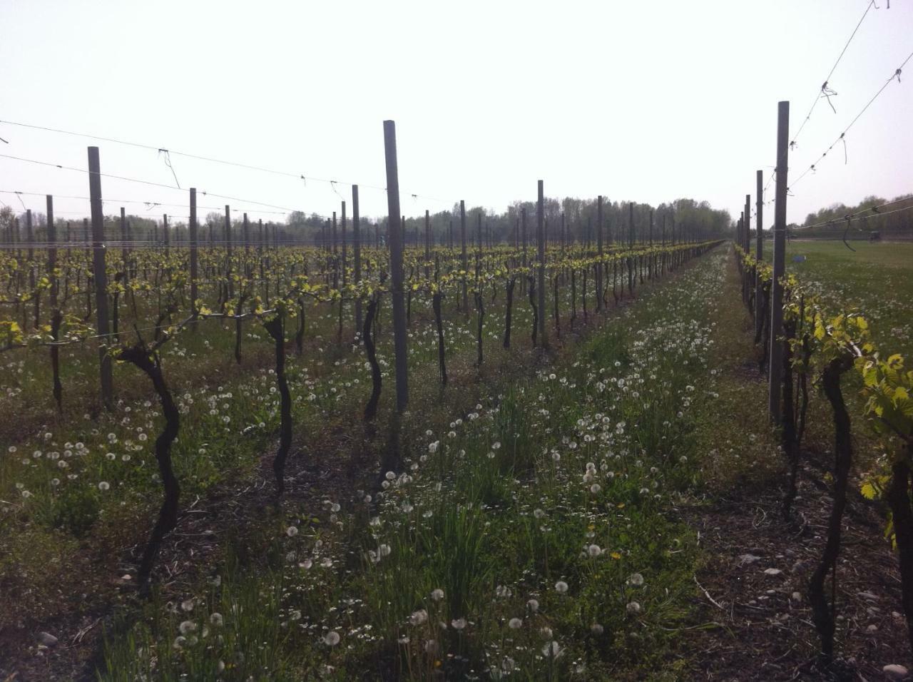 Agriturismo Al Casale Codroipo Eksteriør billede