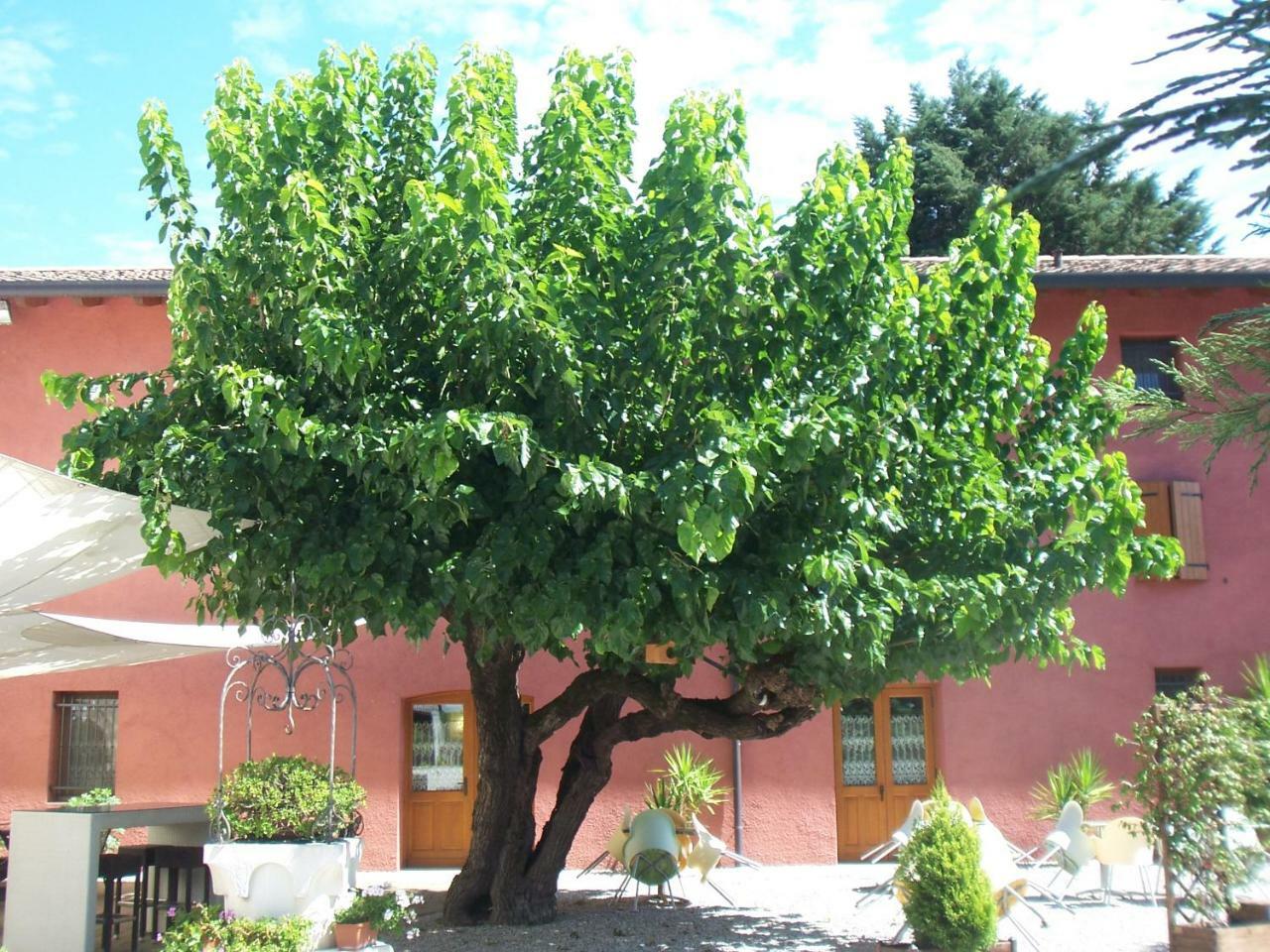 Agriturismo Al Casale Codroipo Eksteriør billede